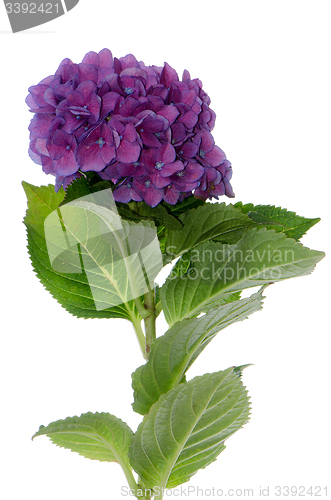 Image of Lacecap Hydrangea (macrophylla normalis)