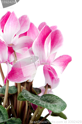 Image of Beautiful pink Cyclamen flower