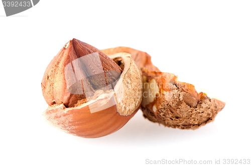 Image of Fresh hazelnuts 