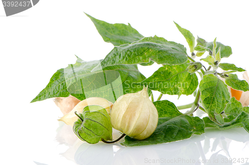 Image of Physalis