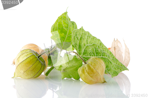 Image of Physalis fruit 