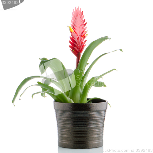 Image of Bromelia Flower