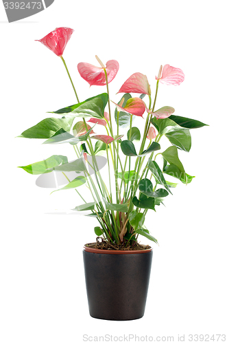 Image of Beautiful Anthedesia anthurium