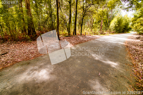 Image of Road in autumn wood