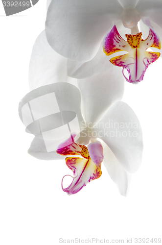 Image of White and pink orchids