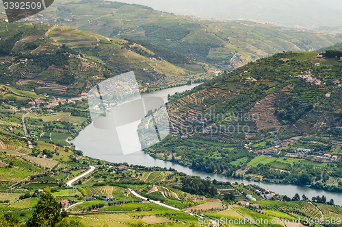 Image of vineyars in Douro Valley