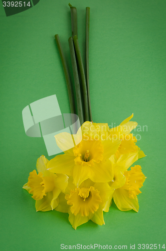 Image of Jonquil flowers