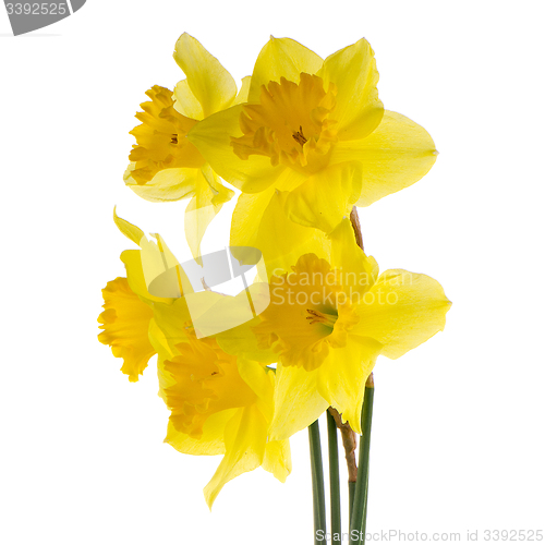 Image of Jonquil flowers