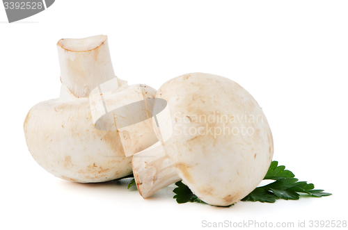 Image of Champignon mushrooms and parsley leaves 