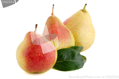 Image of Three ripe pears