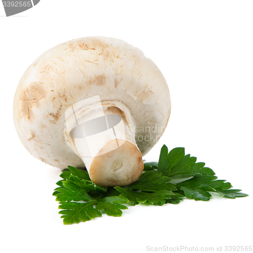 Image of Champignon mushroom and parsley leaves 