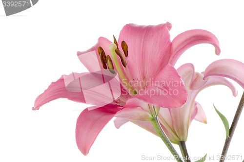 Image of Pink lilies