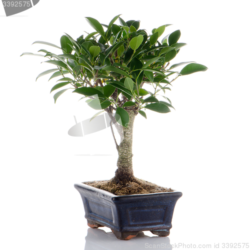 Image of Chinese green bonsai tree