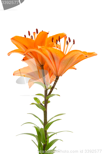 Image of Orange lilies