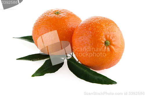 Image of Ripe tangerines or mandarin