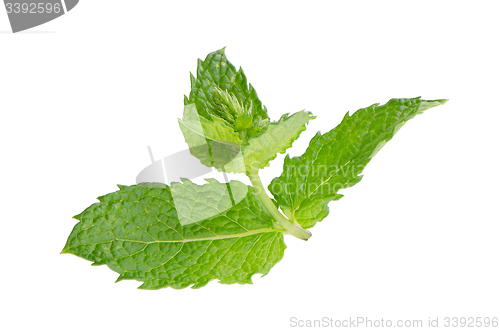 Image of Fresh mint close up