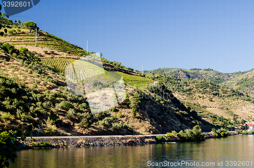 Image of vineyars in Douro Valley