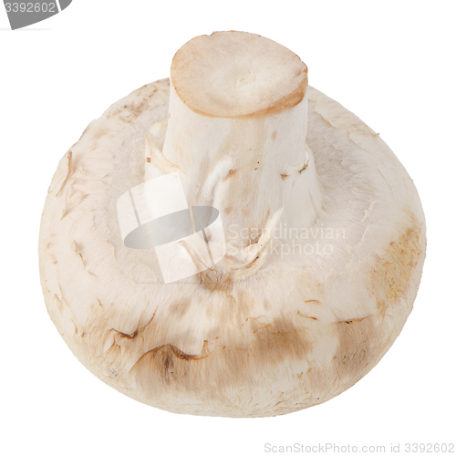 Image of Champignon mushroom
