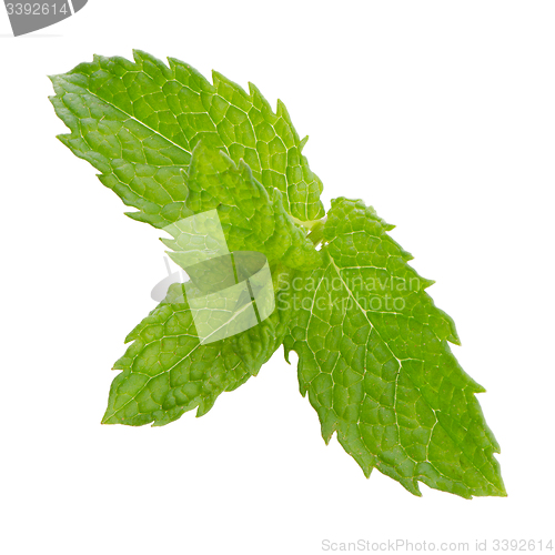 Image of Fresh mint close up
