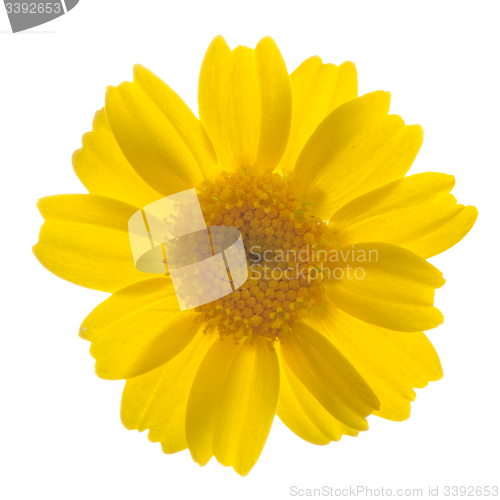 Image of Daisy flower