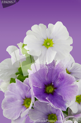 Image of Beautiful violet flower