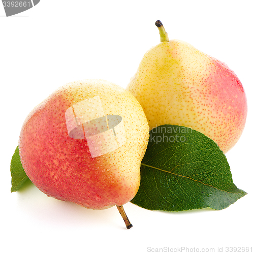 Image of Two ripe pears