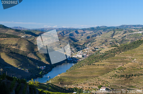 Image of vineyars in Douro Valley