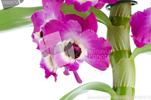 Image of Orchid