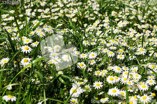 Image of Field of daisies
