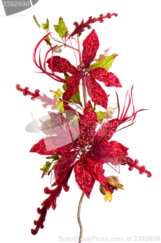 Image of Red Christmas decoration