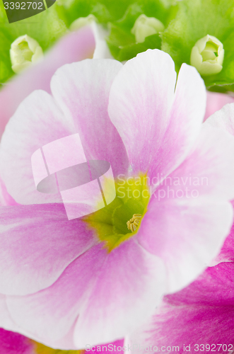 Image of Closeup of pink primrose flowers