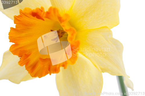 Image of Jonquil flower