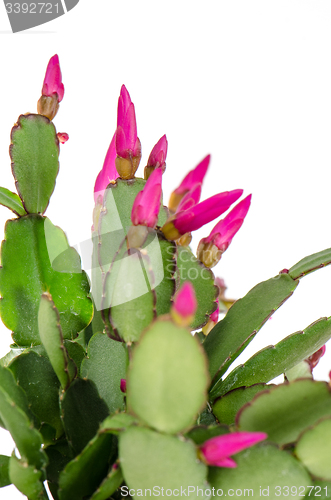 Image of Easter Cactus (Rhipsalidopsis cactus)