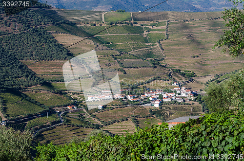 Image of vineyars in Douro Valley