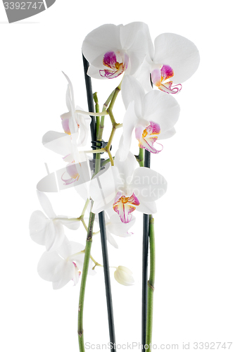 Image of White and pink orchids