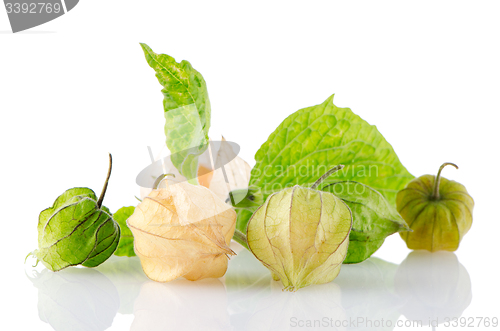 Image of Physalis fruit 