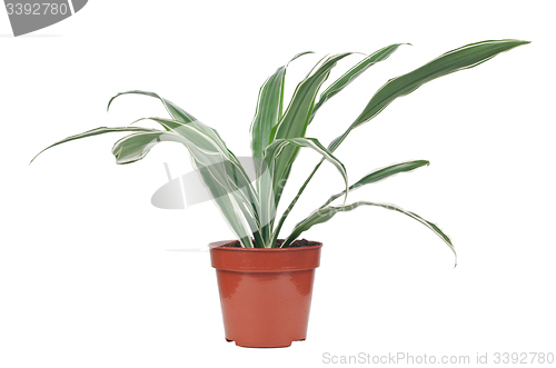 Image of Houseplant