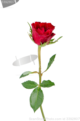 Image of Beautiful red rose