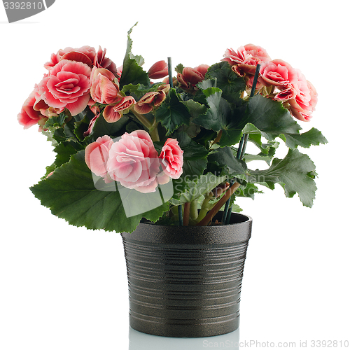 Image of Pink begonia plant