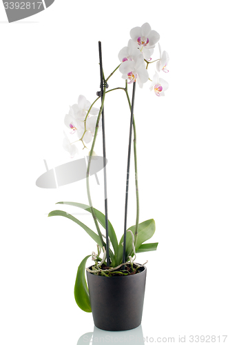 Image of Beautiful white orchid in a flowerpot