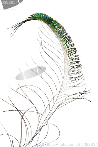 Image of Peacock feather