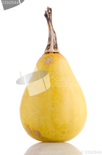 Image of Yellow pumpkin 