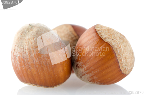 Image of Fresh hazelnuts 