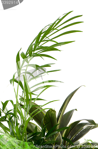 Image of Green leaves