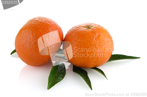Image of Ripe tangerines or mandarin