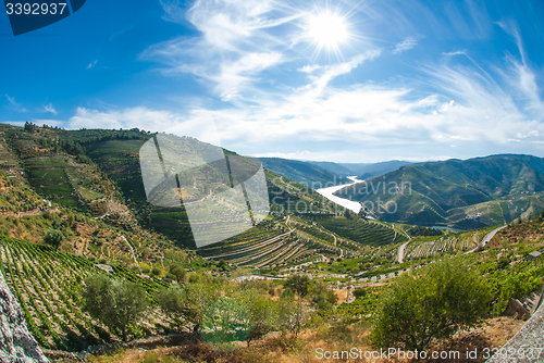 Image of vineyars in Douro Valley