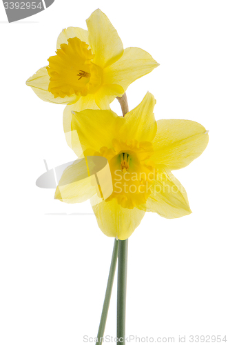 Image of Jonquil flowers