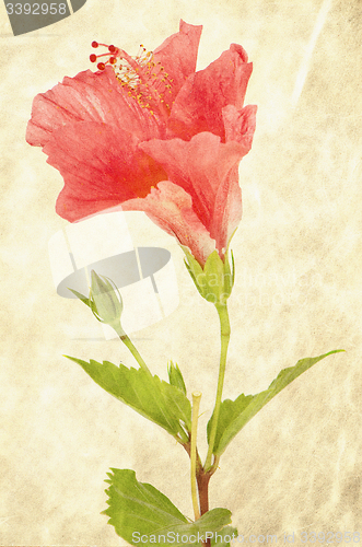 Image of Background with pink hibiscus