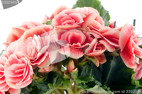 Image of Pink begonia flowers