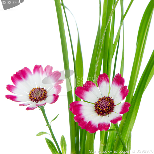 Image of Beautiful pink flowers and green grass